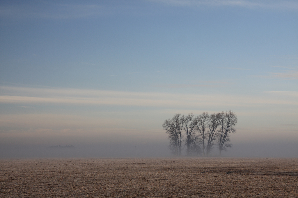 eine Baumgruppe im Nebeldunst